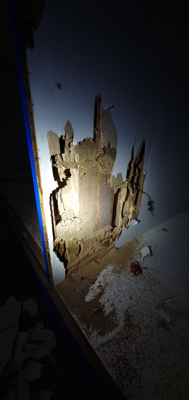 Termite structural damage found inside a Singapore home