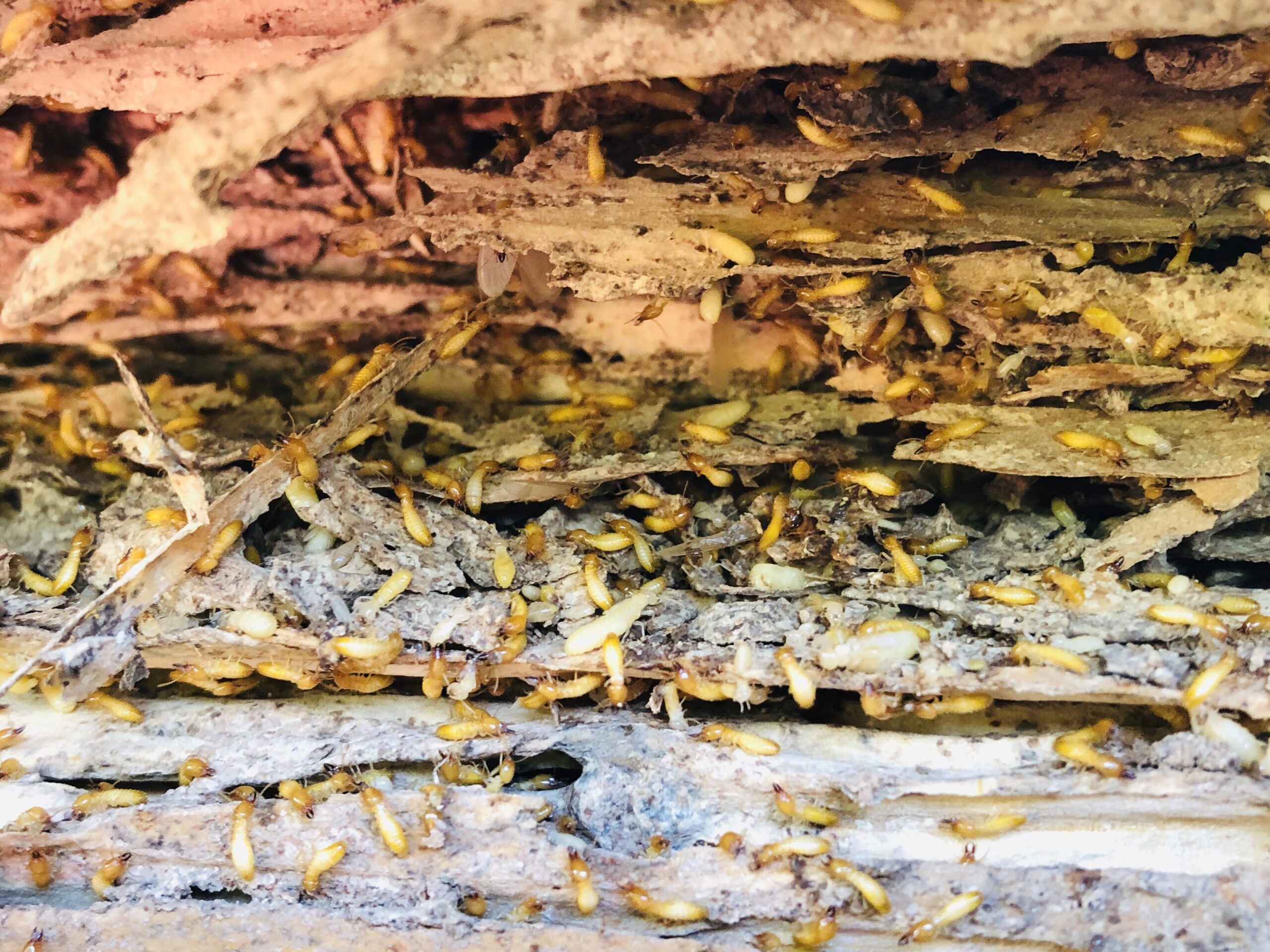 Live termite colony found during inspection