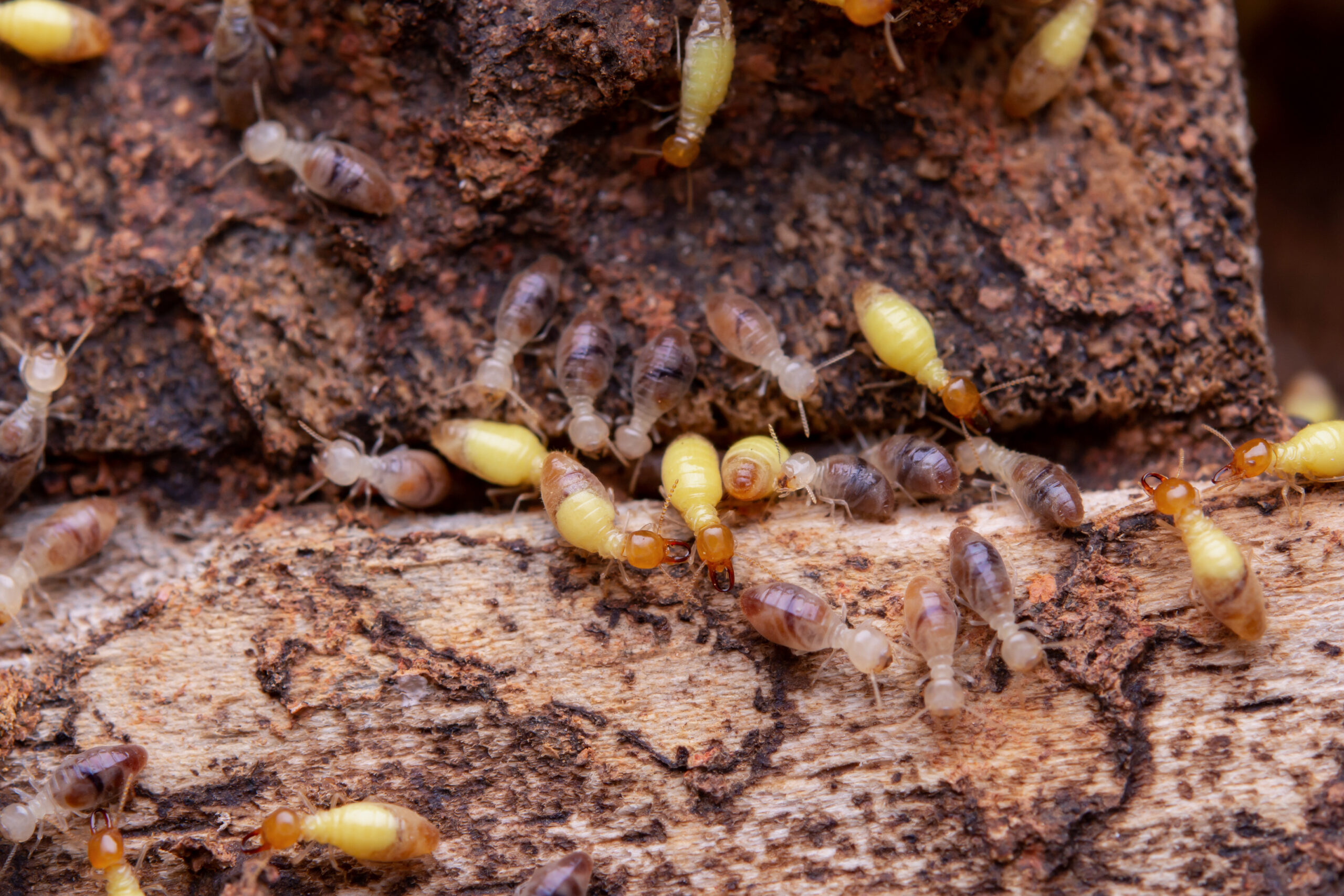 Close-up of termite damage on wooden planks